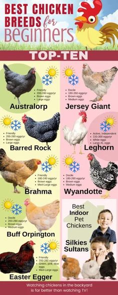 the best chicken breeds for beginners top - ten info poster with pictures of chickens, roosters and hens