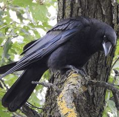 a black bird sitting on top of a tree branch