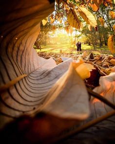 the sun shines through leaves on the ground