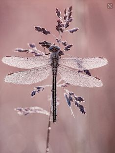 a dragonfly sitting on top of a purple flower