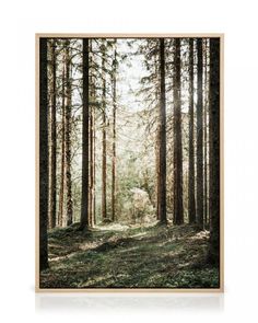 a forest scene with trees and grass in the foreground, on a white background