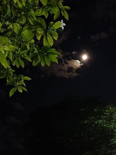 the full moon shines brightly in the night sky above trees and bushes, with dark clouds