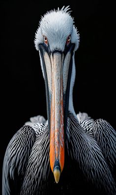 a large bird with an orange beak and black stripes on it's chest, standing in front of a dark background