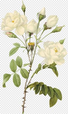 Rose Flower Png, Peony Illustration, White Lily Flower, Watercolor Wallpaper Iphone, Watercolor Flower Background, About Rose, White Rose Flower, Invite Card, Rose Illustration