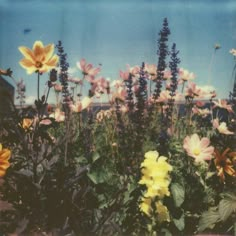 a field full of yellow and purple flowers