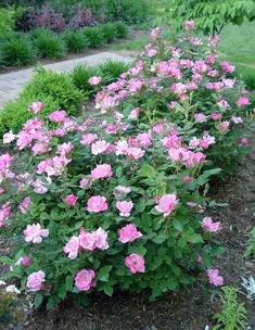 pink flowers are blooming in the middle of a flower bed with green grass and shrubbery