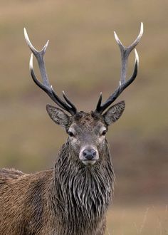 a close up of a deer with very large antlers