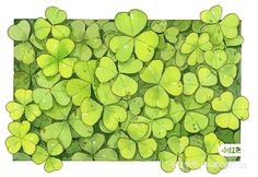 watercolor painting of green clovers on white background