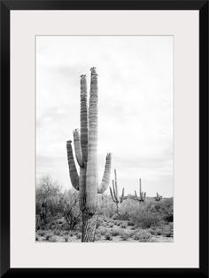 a black and white photo of a saguado cactus in the middle of nowhere