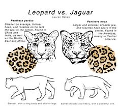 leopards and jaguars are depicted in this drawing