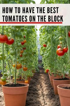 tomatoes growing in pots with text overlay how to have the best tomatoes on the block