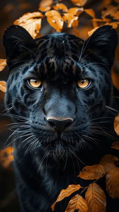 a close up of a black leopard with leaves around it's neck and eyes