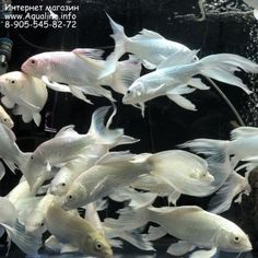 many white fish are swimming in an aquarium