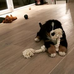 a black and white puppy chewing on a rope with stuffed animals in the back ground