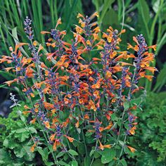 an orange and purple flower in the middle of some green plants with blue flowers on it