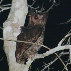 an owl is sitting on a tree branch with red eyes looking at the camera in the dark