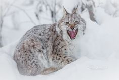 a snow leopard with its mouth open and it's tongue out in the snow