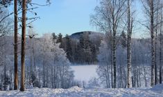 the snow is covering the trees and ground