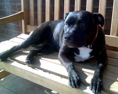 a black and white dog laying on top of a wooden bench