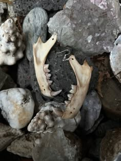 some kind of animal skull on some rocks