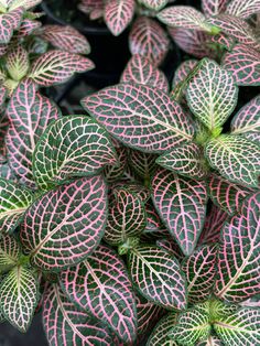 some very pretty green and pink leaves