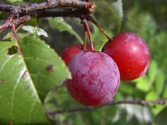 two cherries hanging from a tree with green leaves