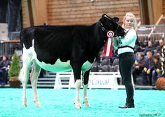 a woman standing next to a black and white cow on a blue carpeted field