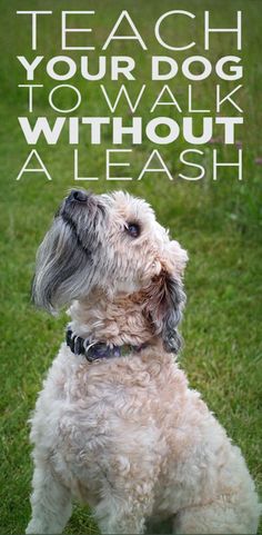 a white dog sitting on top of a lush green grass covered field with the words teach your dog to walk without a leash