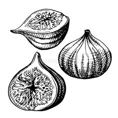 three different types of onions on a white background royalty illustration stock images and clippings