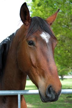 a brown horse standing next to a metal fence in front of a green field and trees