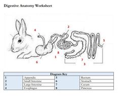 the diagram shows how to draw an animal's body and its organ organs in order to