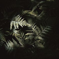 some very pretty green plants in the dark