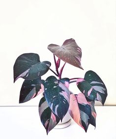 Pink Princess Philodendron, Princess Philodendron, Philodendron Plant, Plant Wishlist