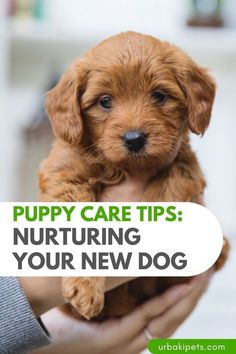 a person holding a puppy in their hands with the words puppy care tips nurturing your new dog