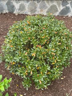 a small green bush with yellow and orange flowers in the ground next to a stone wall