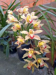 yellow and red orchids in pots on the ground next to brick wall with green leaves