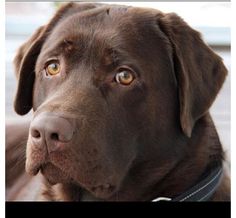 a close up of a brown dog with yellow eyes