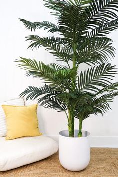 a potted plant sitting next to a white couch