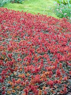 red flowers are growing on the ground in a garden