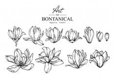 set of hand drawn flowers on white background with text art of bontanical