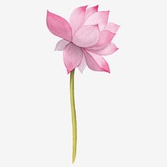 a pink flower is shown on a white background