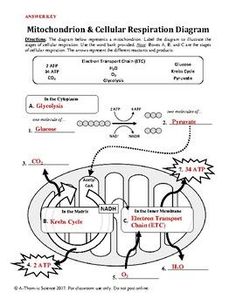 the diagram below shows how cell membranes are attached to each other in this diagram