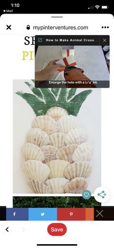 an instagram page with pictures and text on the bottom right corner, below is a photo of several seashells