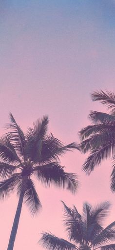 palm trees against a pink and blue sky with the moon in the distance behind them