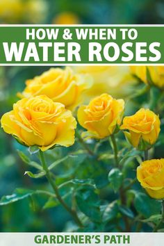 yellow roses with the title how and when to water roses gardener's path guide