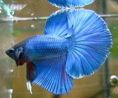 two blue siamese fish in an aquarium