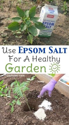 an image of a garden with text overlay that reads use epsom salt for a healthy garden