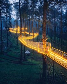 an illuminated walkway in the middle of a forest with trees and grass on both sides