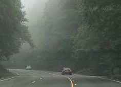 two cars driving on a road in the foggy forest with tall trees and bushes