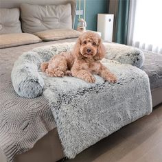 a brown dog laying on top of a fluffy gray bed in a bedroom next to a window